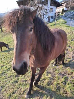 Traum Isländer, Stella, Konie na sprzedaż, Kitzbühel 