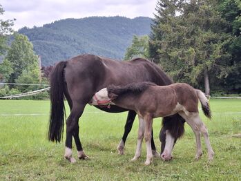 Islandfohlen, Silvia, Pferd kaufen, Bad Heilbrunn