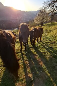 Islandpferd als Beistellpferd