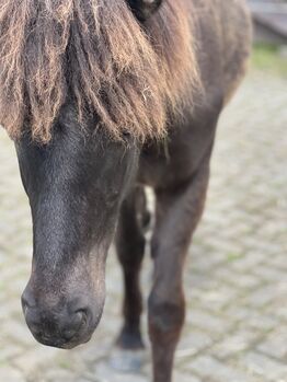 Islandpferd Isländer