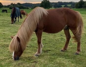 Islandpferd Stute Isländer