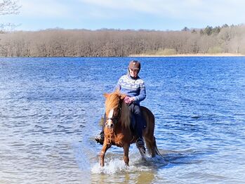 Islandpferd Stute Isländer Skrauta von Limmerberg