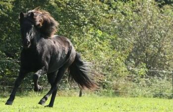 Islandpferdesattel, Susanne Pourroy , Isländersattel, Finning