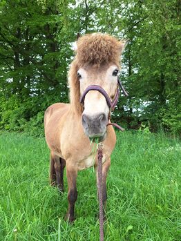 Islandpferd, Islandstute, Birgit, Horses For Sale, Reinsfeld 