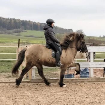 Islandpferd Isländer Islandwallach, Anette Niemeier, Horses For Sale, Thalmässing 