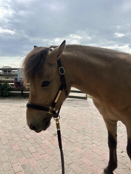 Islandpferd Wallach, Lissy, Horses For Sale, Schönau