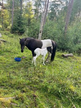 Islandpferd Stute mit Fohlen, Fleur, Horses For Sale, Heiligenkreuz im Lafnitztal