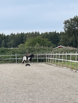 Islandpferd Stute mit Fohlen