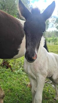 Islandpferd Stute mit Fohlen