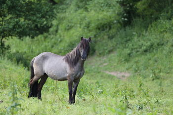 Islandstute Braunfalbe