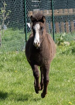 Isländer Absetzer Islandpferd