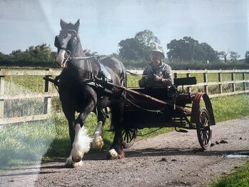 Italian Cart 2 wheels, Italian, Ellie, Kutschen, Derby