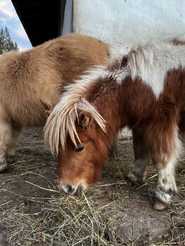 Jährlingshengst top abstammung, Eva, Horses For Sale, Leutasch