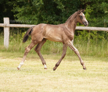 Jährlingsstute zuverkaufen
