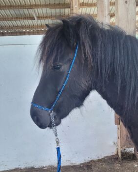 Show-Halfter Jährling blau/schwarz mit silbernen Perlen verziert, Show-Halfter Jährling, Una (Horse-design), Halters, Rot am See