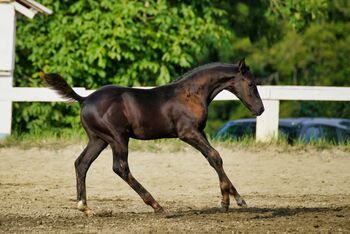 Jährling von Dimaggio Black, E.C., Horses For Sale, Reichenfels