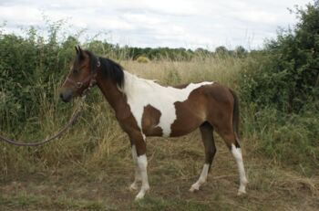 Jährling mit Vielversprechendem Potential, lemaponies, Horses For Sale, Rolle