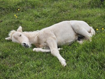 Jährling in Traumfarbe, natürlich mit Fohlen-ABC, Islandpferde-aus-Island, Pferd kaufen, Südisland