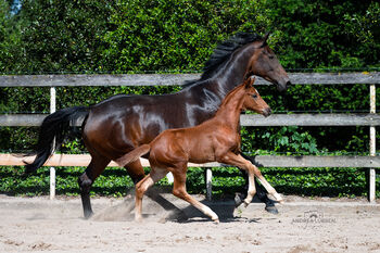 Jährlingshengst, Britta , Horses For Sale, Nordhorn