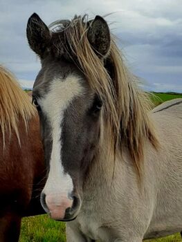 Tolle Jungstute mit Splash viel Tölt und Herz, Islandpferde-aus-Island, Horses For Sale, Südisland