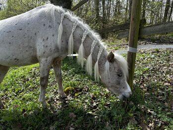 Ich suche Kleine und große Pferdeliebhaber für Melly, Marilene Sophie Curth, Horse Sharing, Mosbach