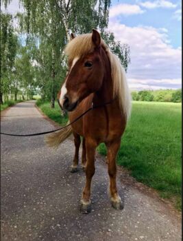 Jarl sucht einen neuen Lebenspartner, Melissa, Horses For Sale, Ratingen