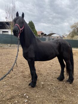 Aufgeweckte Stute zu verkaufen, Friedhelm Hanusch , Konie na sprzedaż, Feldkirchen