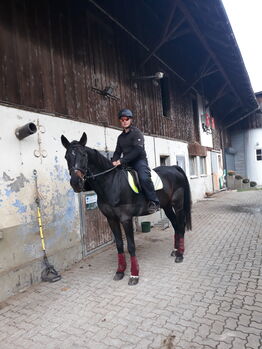 Reitbeteiligung, Michele, Horse Sharing
, Hergensweiler