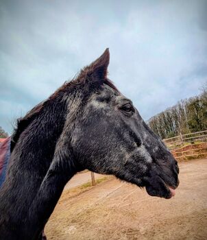 Reitbeteiligung, Karin und Wym, Horse Sharing
, Oesdorf 