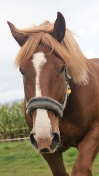 Reit- und/oder Pflegebeteiligung für Norikerwallach, Lea K, Horse Sharing
, Hallein