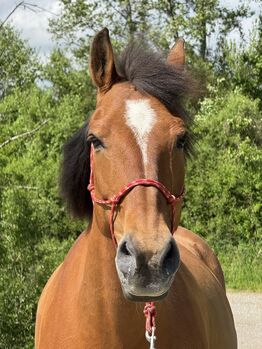 JETZT profitieren von 30% Rabatt ALLE Pferdeartikel Swisshorseshop bis 25.11.25