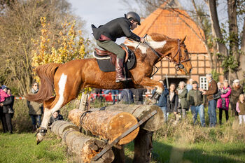 Jimmy odd socks, Joseph Connolly, Konie na sprzedaż, Bruchhausen-Vilsen