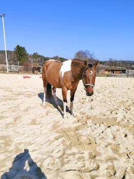 Joey – sensibler Paint-Wallach sucht seinen passenden Menschen