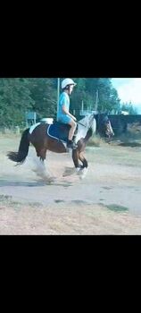 John- 14hh 4-year-old cob gelding