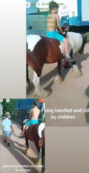 John- 14hh 4-year-old cob gelding, Shirley, Horses For Sale, Rainham, Essex 