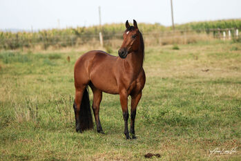 Junge talentierte Quarter Horse Stute mit Top-Reining-Abstammung