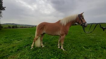 Junger haflinger, J.k, Horses For Sale, Bernbeuren