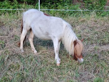 Jungstute Schecke Original Shetland, Nadine  (Shettyzucht Frechdachs ), Horses For Sale, Heringen
