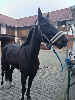 Junge Stute sucht Wirkungskreis