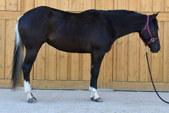 Junge, unverbrauchte Paint Stute mit lieben Charakter, Hana Hartl, Horses For Sale, Oberndorf bei Raabs