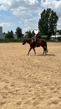 Junge Paint Horse Stute mit Showpotenzial und Traumcharakter