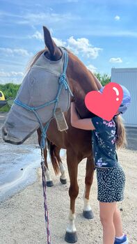 Junge Quarter Horse Stute mit tollem Mind & Potenzial