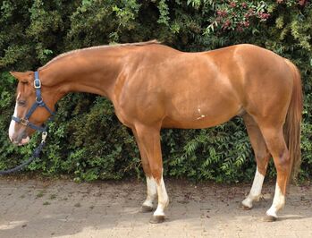 Reining-Nachwuchs mit Herz, Talent und Top-Abstammung