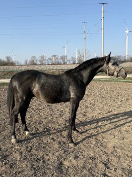 Nachwuchsstar von Casino Berlin zum Selberausbilden., Leonie Sophie Gensbichler , Horses For Sale, Wien  