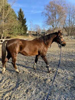 Jonny, liebevoller Wallach der gerne Mitarbeitet, Juliana, Horses For Sale, St stefan ob stainz