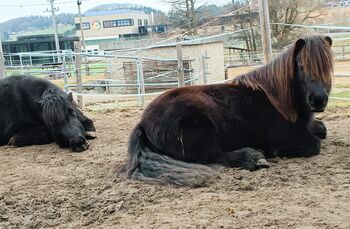 Josy Shetlandpony Stute mit Papiere