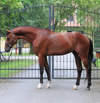 Sprung Pferd, Dominik Kovács , Horses For Sale, Kecskemét