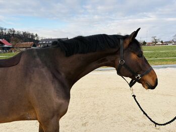 Springpferd von Casallco zu verkaufen