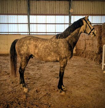 Springpferd, Wallach, 6 Jährig, 1,68 m,Condoctro X Cortoni, Jule, Horses For Sale, Aschersleben