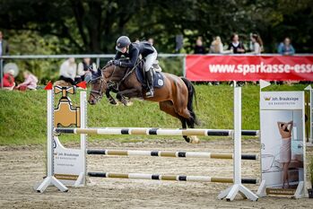 Springpferd Stute, Biene , Horses For Sale, Mülheim an der Ruhr